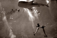 I heard the mermaids singing each to each.
