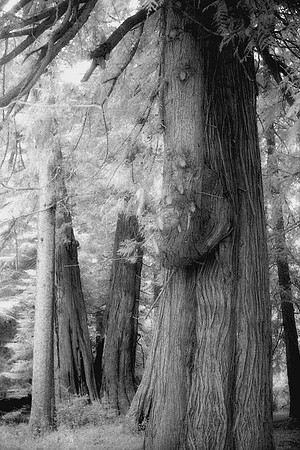 Washington Giants